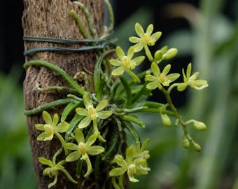 Chiloschista viridiflava, Yellow-Green Blooms,  Leafless Orchid