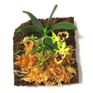 Mounted Orchid - Haraella retrocalla - Miniature orchid plant - wood fern (30 DAYS Healthy Plant Guarantee)