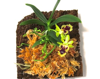 Mounted Orchid - Haraella retrocalla - Miniature orchid plant - wood fern (30 DAYS Healthy Plant Guarantee)