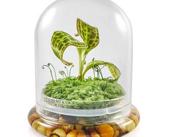 Jewel Orchid [Macodes sanderiana] Plants Live in Self-Sustaining Glass Jar, Ecosystem, 100% Maintenance Free, Healthy Plants Guarantee