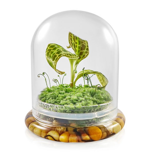 Jewel Orchid [Macodes sanderiana] Plants Live in Self-Sustaining Glass Jar, Ecosystem, 100% Maintenance Free, Healthy Plants Guarantee