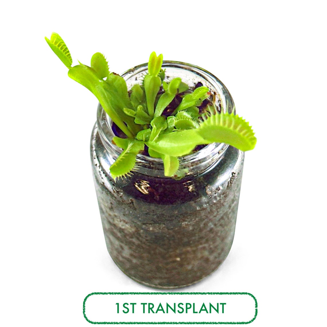 DIY Venus Fly Trap Terrarium Kit Live VFT Terrarium Perfect Etsy