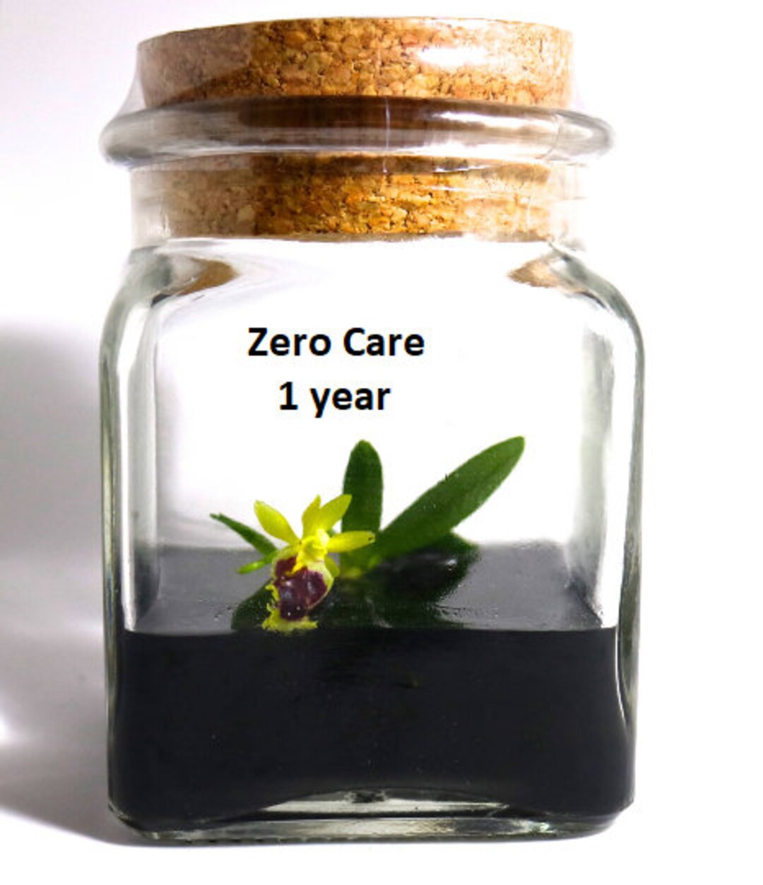 Orchid Terrariumminiature Orchid/glass Terrarium/indoor Etsy