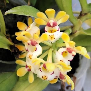 Gastrochilus Japonicus (The Yellow Pine Orchid), Wood Mount (30 DAYS Healthy Plant Guarantee)