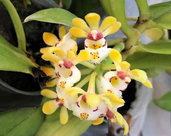 Gastrochilus Japonicus (The Yellow Pine Orchid), Wood Mount (30 DAYS Healthy Plant Guarantee)