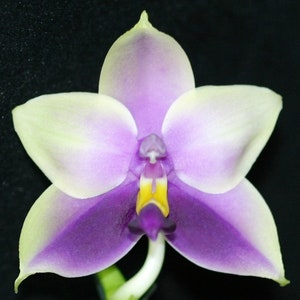 Phalaenopsis Bellina Coerule, The Beautiful Phalaenopsis, Wood mount (30 DAYS Healthy Plant Guarantee)