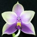 see more listings in the Miniature Orchids section