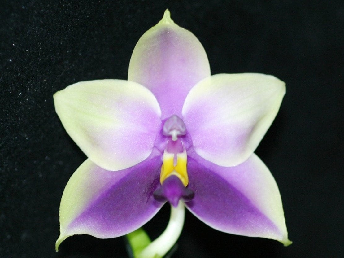 Phalaenopsis Bellina Coerule, The Beautiful Phalaenopsis, Wood mount