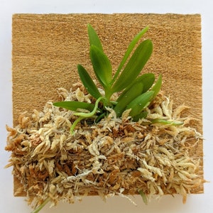 Mounted Orchid - Haraella retrocalla - Miniature orchid plant - wood fern without flower spike (30 DAYS Healthy Plant Guarantee)