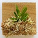 see more listings in the Miniature Orchids section