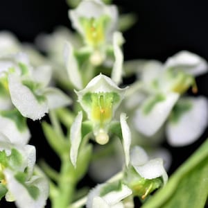 May include: Close-up of a cluster of small, white orchids with green and yellow accents. The delicate petals have a textured appearance, and the flowers are set against a dark background. A green leaf is visible.