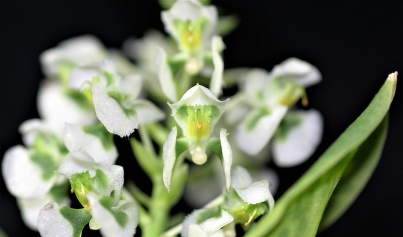 May include: Close-up of a cluster of small, white orchids with green and yellow accents. The delicate petals have a textured appearance, and the flowers are set against a dark background. A green leaf is visible.