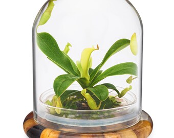 Pitcher Plant ( Nepenthes Tobaica ) Terrarium With Sundew Moss in