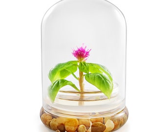 Live Celosia Flower Terrarium, Zero Care, Great for Work, Home, Unique Gift! Long Lasting