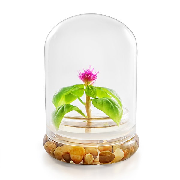 Live Celosia Flower Terrarium, Zero Care, Great for Work, Home, Unique Gift! Long Lasting