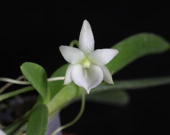 Angraecum leonis, Leon's Angraecum, Flat Fan-Shape Leaves (30 DAYS Healthy Plant Guarantee)