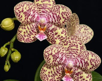 Phalaenopsis Natasha 'Aeiko' AM/OSROC, Creamy Yellow Burgundy-Spotted Miniature Orchid, Rare Live Orchid