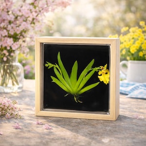May include: A framed botanical display featuring a vibrant green plant with a yellow flower against a black background. The wooden frame has a natural finish. The display is square and sits on a stone surface.