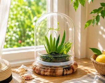 Everlasting Orchid Terrarium with Sundew Moss - Psygmorchis Pusilla – Self growing, Maintenance free, Unique Gift.