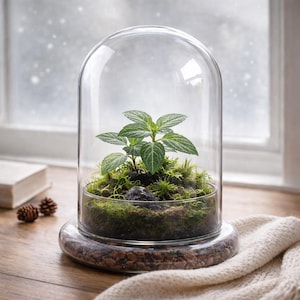Glass Dome Only – 5.7" x 5.7" x 6.7" – Premium Anti-fog Coating Glass Cloche Bell Jar. Perfect for Home Decor, Tabletop Display.