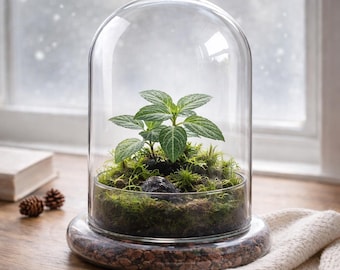 Glass Dome Only – 5.7" x 5.7" x 6.7" – Premium Anti-fog Coating Glass Cloche Bell Jar. Perfect for Home Decor, Tabletop Display.