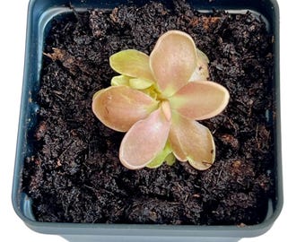 Bloomify Live Pinguicula "Fumiko" – Rare Mexican Butterwort Hybrid with Rosy-Lavender Leaves, Carnivorous & Compact, Easy to Grow