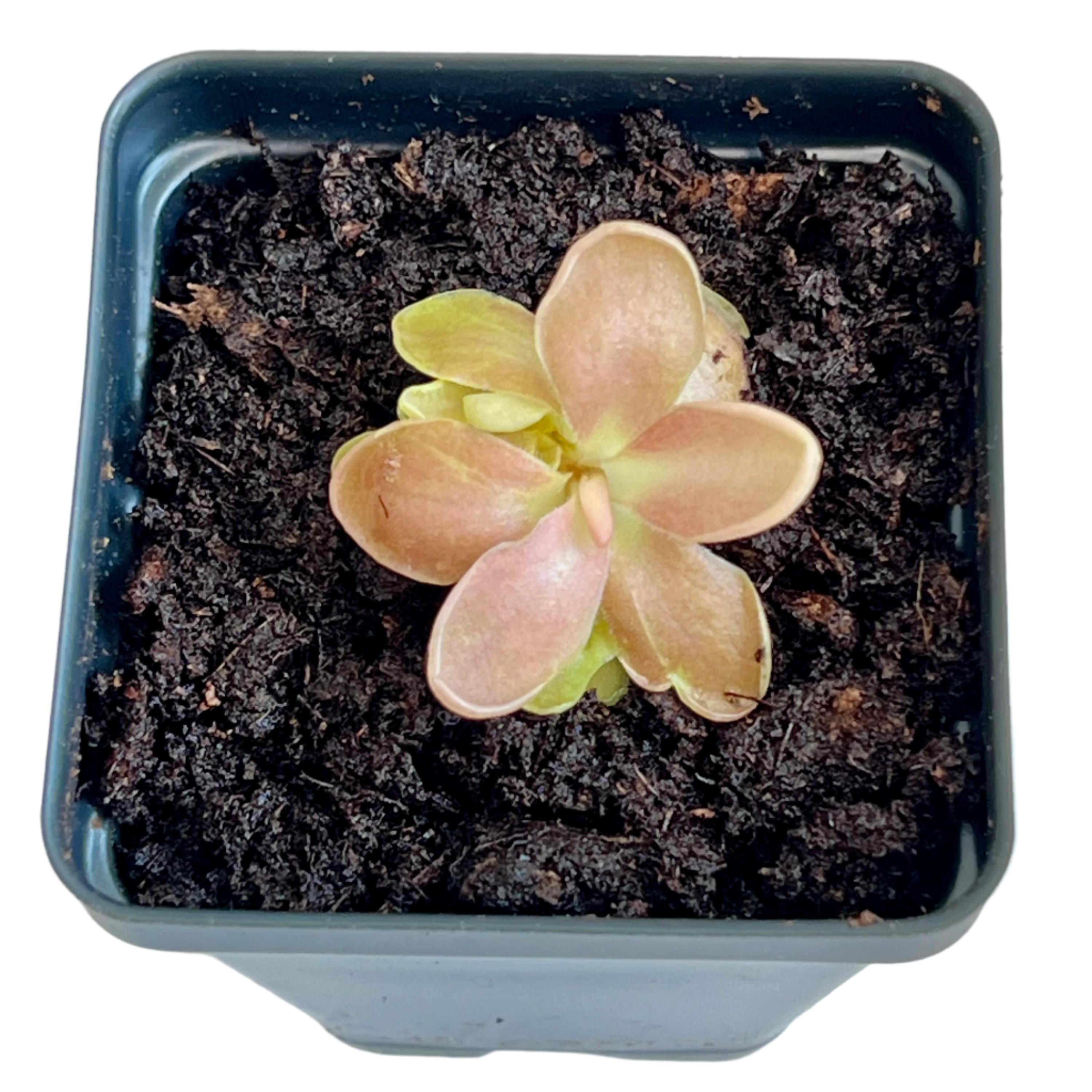 Bloomify Live Pinguicula 