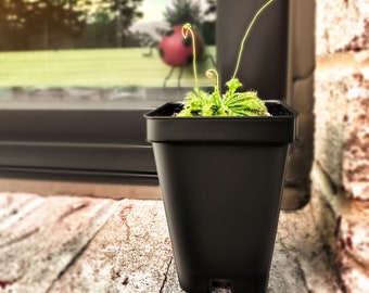 Large Size Spoon-leaved Sundew Plant. 2” Diameter, Drosera Spatulata, Carnivorous Plant