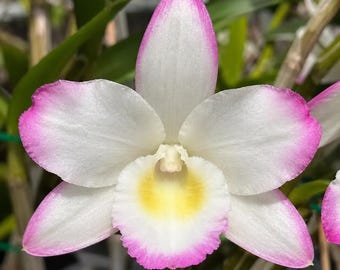 Dendrobium Hamana Lake 'Prism' Orchid, Fragrant Pink-Edged White Blooms, Compact Nobile Dendrobium, Blooming Size Orchid