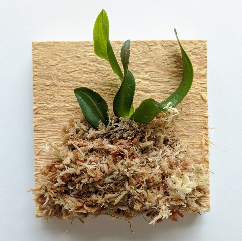 Phalaenopsis Tetraspis 'C1' x soi, couleur aléatoire des pétales de fleur rouge / blanc, monture en bois plante en bonne santé garantie 30 jours image 2
