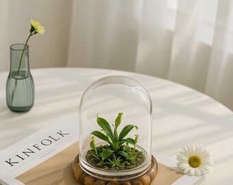 Pitcher Plant ( Nepenthes Tobaica ) Terrarium With Sundew Moss in