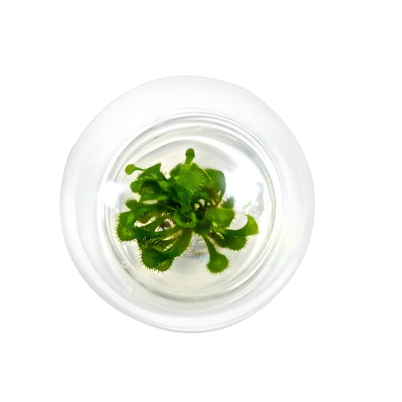 May include: A top-down view of a small, vibrant green plant inside a clear, spherical glass container. The plant has multiple leaves with a textured, spiky appearance. The glass is smooth and transparent, set against a bright white background.