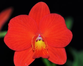 Cattleya Chief Gem, Red Jewel, Red Flower, Wood Mount (30 DAYS Healthy Plant Guarantee)