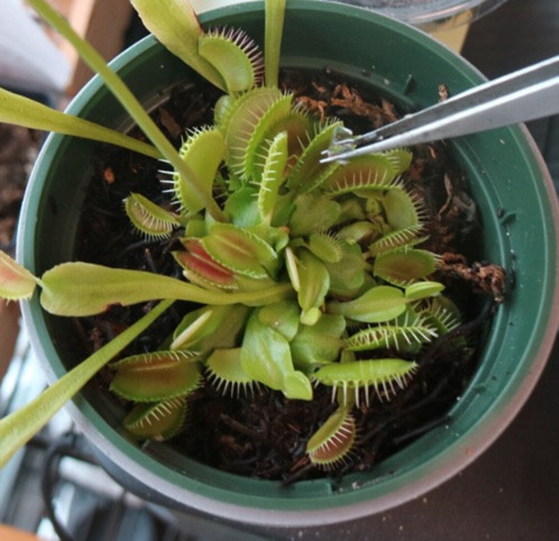 Venus Flytrap Food Carnivorous Plant Food 2.5OZ. Designed