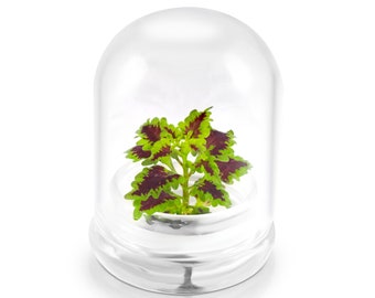 Rainbow Floral Terrarium - Self Grow, Maintenance Free -Coleus - 4" Dom