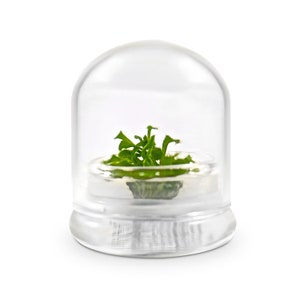 May include: A clear glass terrarium with a small green plant inside. The plant is in a small, round glass container, and the entire setup is covered by a clear, dome-shaped glass lid. The terrarium sits on a white surface.
