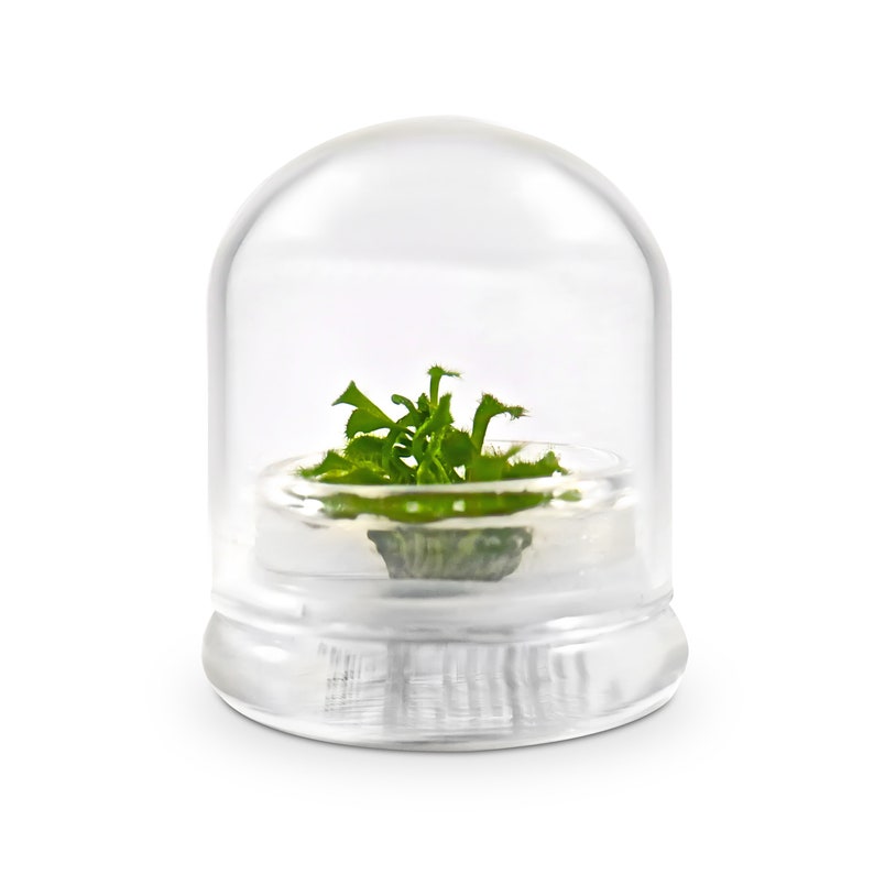 May include: A clear glass terrarium with a small green plant inside. The plant is in a small, round glass container, and the entire setup is covered by a clear, dome-shaped glass lid. The terrarium sits on a white surface.