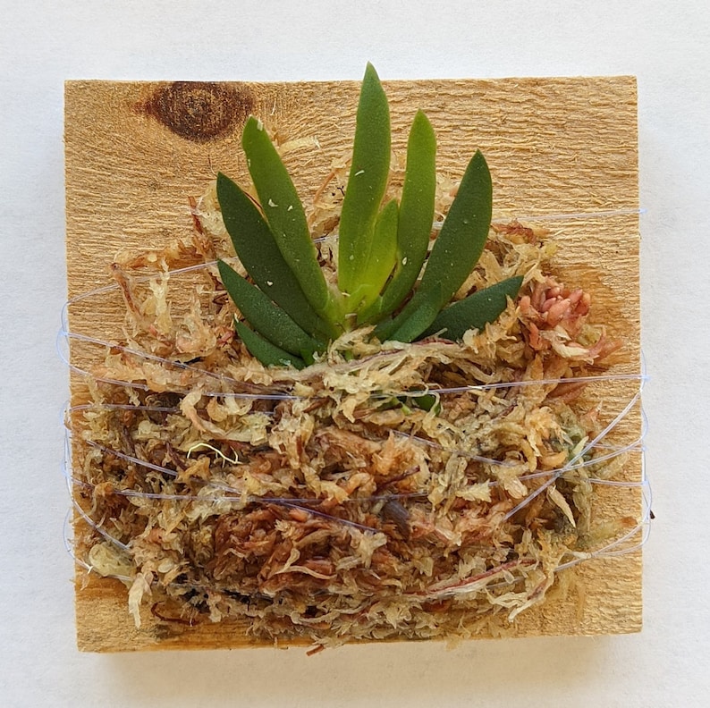 May include: A small, square wooden plaque with a live plant. The plant has several green leaves and is surrounded by brown moss. The moss is secured to the wood with thin, clear wire. The wood has a natural, light brown color.
