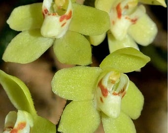 Chiloschista segawai, pale green or yellow flowers, Leafless Orchid