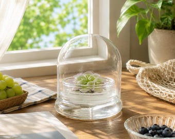 Pinguicula Esseriana Carnivorous Plant – Sealed Glass Terrarium, Self-Sustaining Ecosystem
