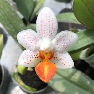 Phalaenopsis Mini Mark 'Holm', Creamy White Flower (30 DAYS Healthy Plant Guarantee)