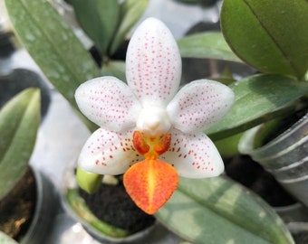 Phalaenopsis Mini Mark 'Holm', Creamy White Flower (30 DAYS Healthy Plant Guarantee)