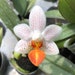 see more listings in the Miniature Orchids section