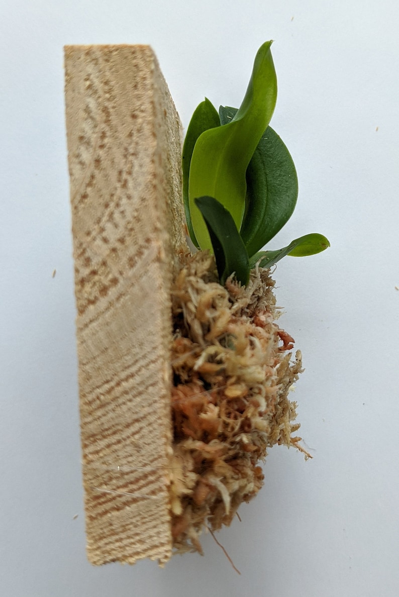 Phalaenopsis Tetraspis 'C1' x soi, couleur aléatoire des pétales de fleur rouge / blanc, monture en bois plante en bonne santé garantie 30 jours image 4
