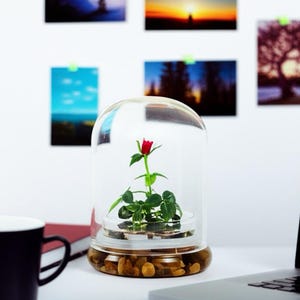 Live Rose Terrarium, Miniature Rose in Self Sustaining Glass Jar, Maintenance Free, Great Unique Gift and Home Décor, 100% Growth Guarantee