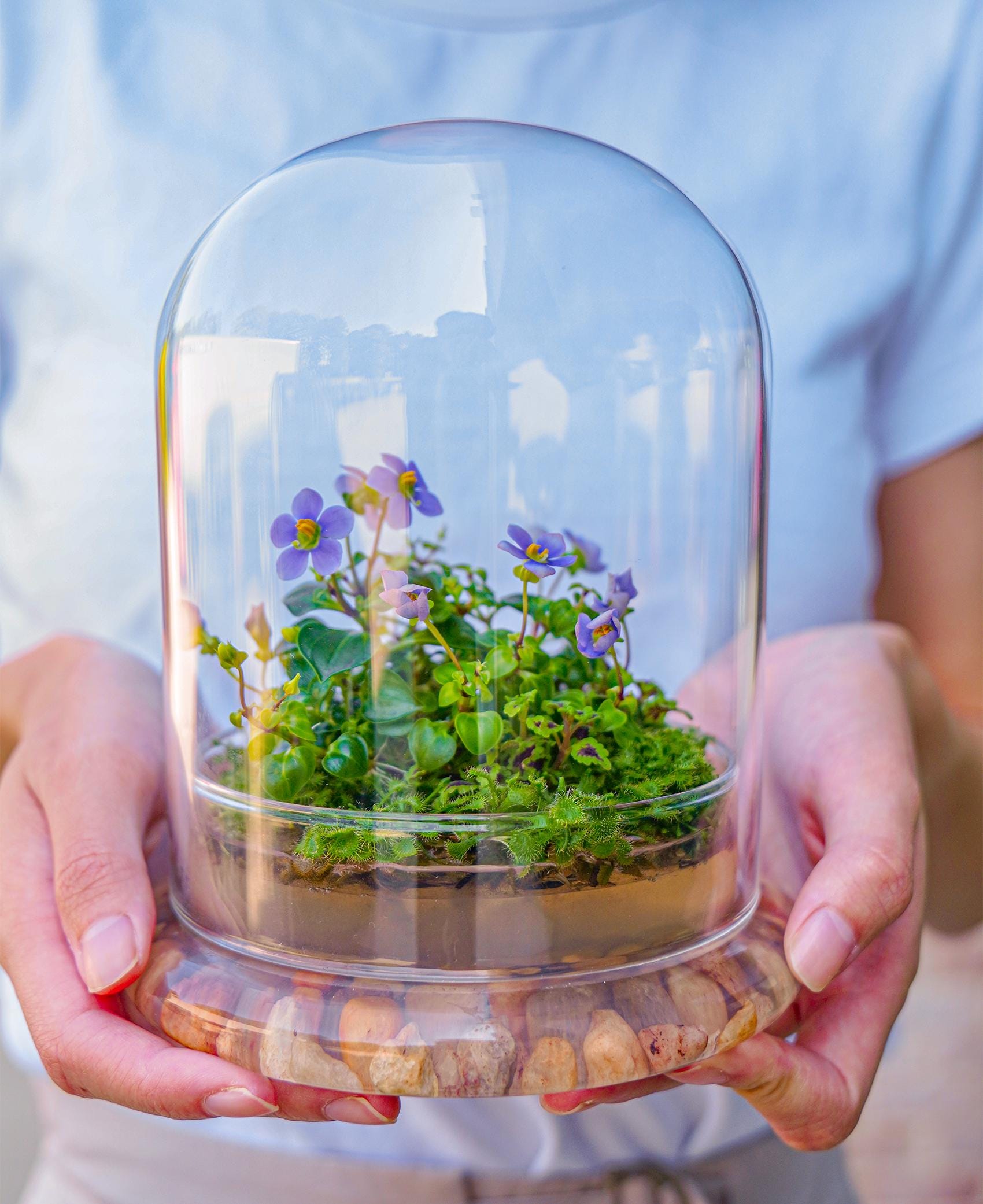 Bloomify Persian Violet, Sundew Moss and Coleus in Terrarium Jar, a small oasis of greenery in the city, easy to grow and requiring minimal