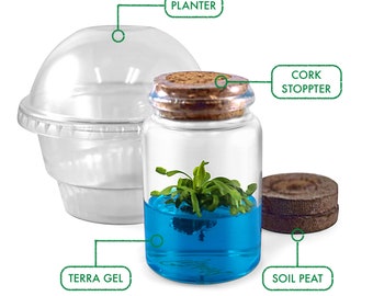 DIY Venus Fly Trap Terrarium Kit , Live VFT Terrarium, Perfect Gift for All Ages, Educational Growing Plant, Exotic Native Plant in the US