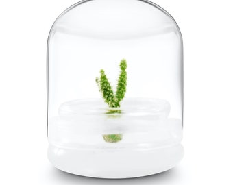 Bloomify Live Cactus Succulent Terrarium – Zero Maintenance – Opuntia microdasys – Bunny Ear Cactus with Glacier White Fuzz Areoles,