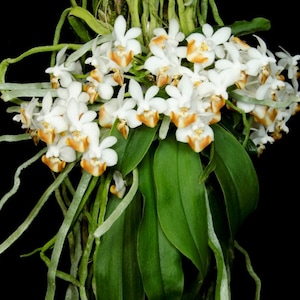 Phalaenopsis Lobbii (Blooming Size) , Lobb&#39;s Phalaenopsis, Wood Mount (30 DAYS Healthy Plant Guarantee)