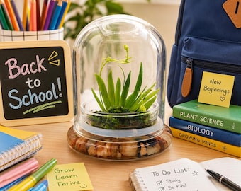 Everlasting Orchid Terrarium with Sundew Moss - Psygmorchis Pusilla – Self growing, Maintenance free, Unique Gift.